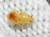 Orius sp. Orius sp.