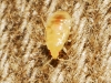 Orius sp. Orius sp.