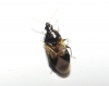 Orius sp. Orius sp.