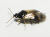 Orius sp. Orius sp.