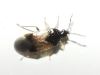 Orius sp. Orius sp.
