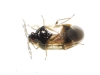 Orius sp. Orius sp.