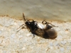 Orius sp. Orius sp.