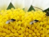 Orius sp.