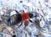 Prostemma albimacula Prostemma albimacula