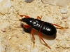 Prostemma guttula