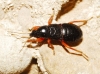 Prostemma guttula