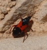 Prostemma guttula Prostemma guttula