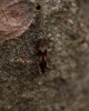 Scoloposcelis pulchella Scoloposcelis pulchella