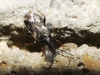 Temnostethus sp.