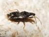 Temnostethus sp. Temnostethus sp.