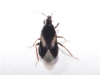Xylocoris cf. galactinus Xylocoris cf. galactinus
