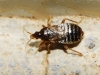 Xylocoris cursitans Xylocoris cursitans