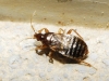 Xylocoris cursitans Xylocoris cursitans