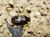 Xylocoris cursitans Xylocoris cursitans