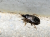 Xylocoris cursitans Xylocoris cursitans