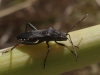 Alydus calcaratus