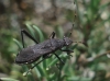 Alydus calcaratus Alydus calcaratus