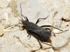 Alydus calcaratus Alydus calcaratus