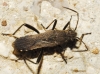 Alydus calcaratus