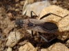 Alydus calcaratus