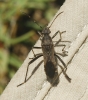 Alydus calcaratus