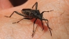 Alydus calcaratus Alydus calcaratus