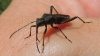 Alydus calcaratus Alydus calcaratus