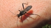 Alydus calcaratus