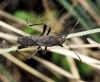 Alydus calcaratus Alydus calcaratus