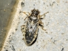 Brachycarenus tigrinus