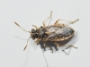Brachycarenus tigrinus
