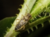 Brachycarenus tigrinus