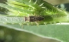 Brachycarenus tigrinus