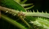 Brachycarenus tigrinus