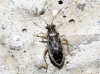 Brachycarenus tigrinus