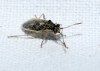 Brachycarenus tigrinus