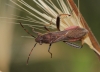 Camptopus lateralis