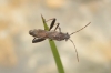 Camptopus lateralis