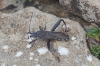 Camptopus lateralis