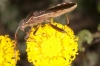 Camptopus lateralis