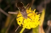 Camptopus lateralis