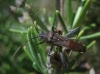 Camptopus lateralis