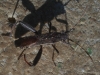 Camptopus lateralis