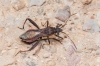 Camptopus lateralis