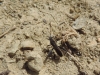 Camptopus lateralis
