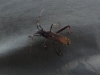 Camptopus lateralis