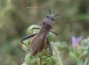 Camptopus lateralis