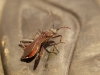 Camptopus lateralis