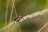 Camptopus lateralis